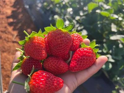 草莓籽的种植方法及管理,草莓籽怎么种植才能最快发芽